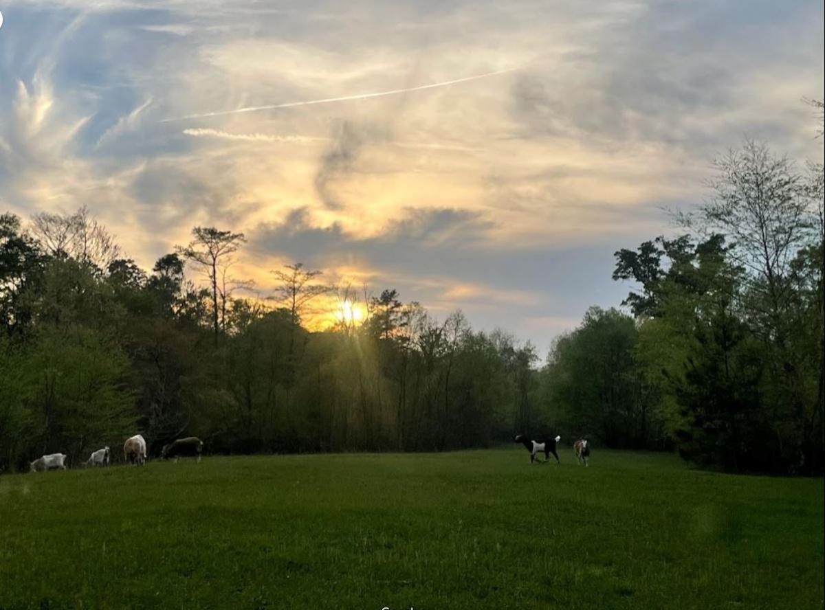 1.2 Acres for Sale in Cottageville, SC