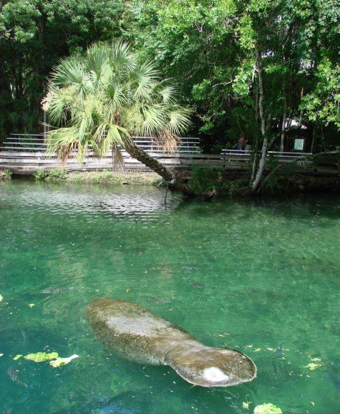 0.5 Acres for Sale in Homosassa, FL