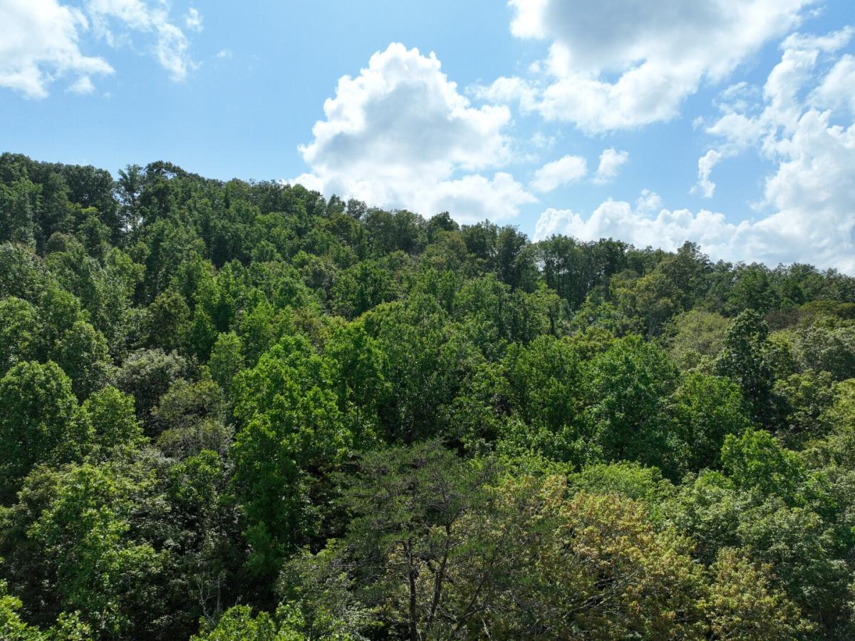 26.29 Acres for Sale in Jamestown, TN