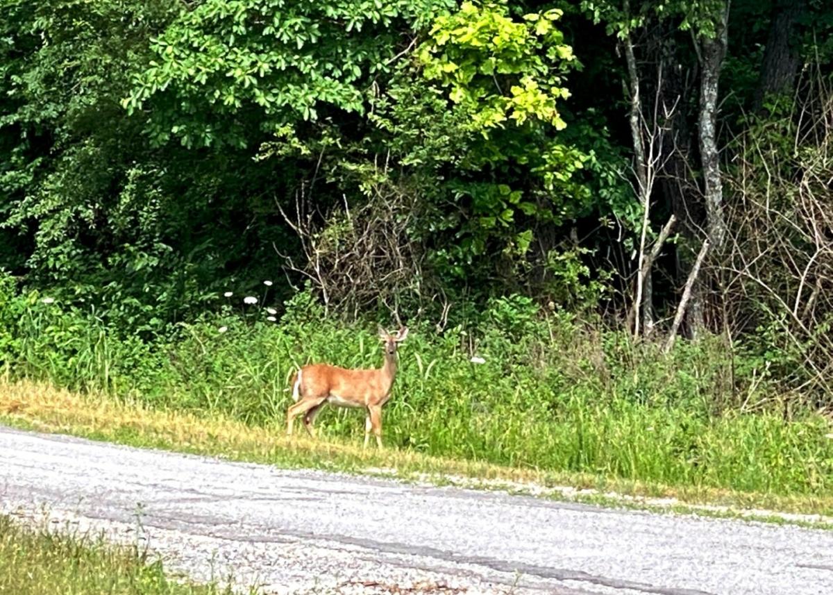 0.22 Acres for Sale in Horseshoe Bend, Arkansas