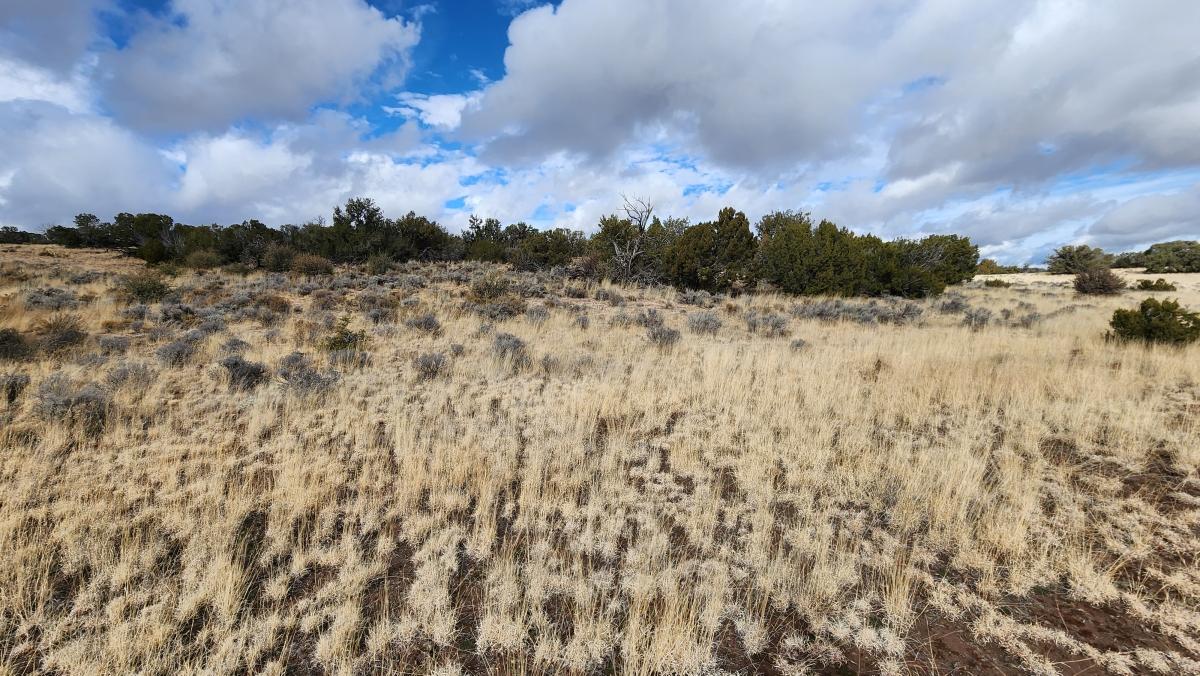 1.04 Acres for Sale in Sanders, Arizona