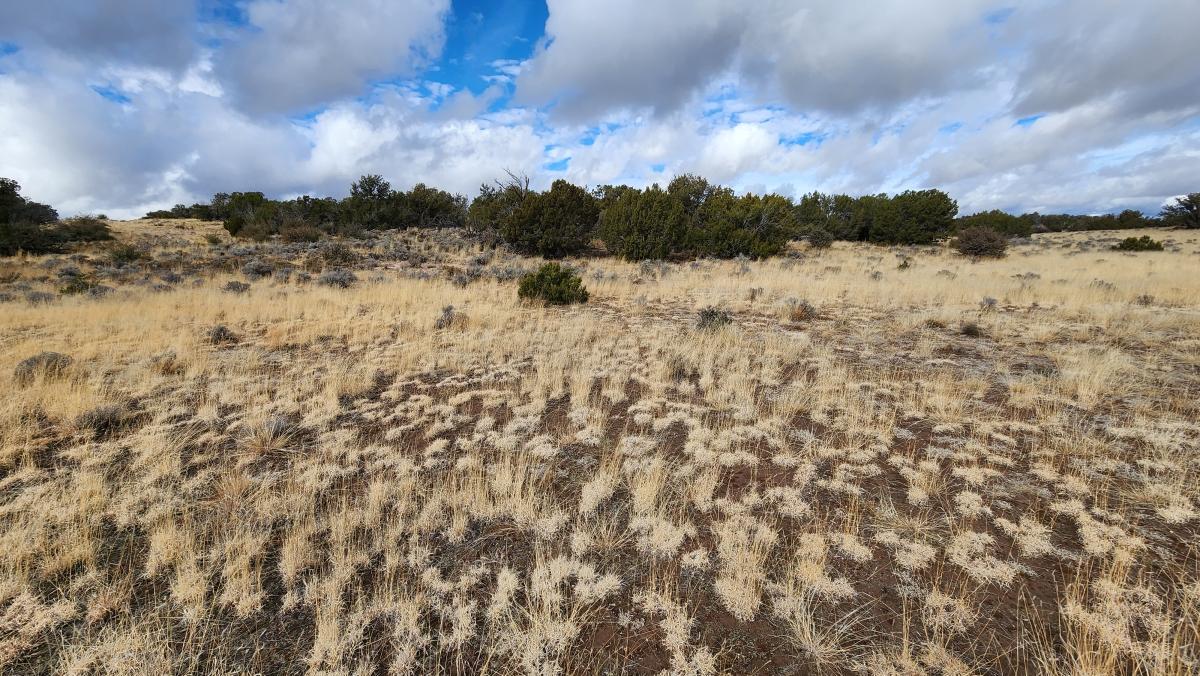 1.04 Acres for Sale in Sanders, Arizona