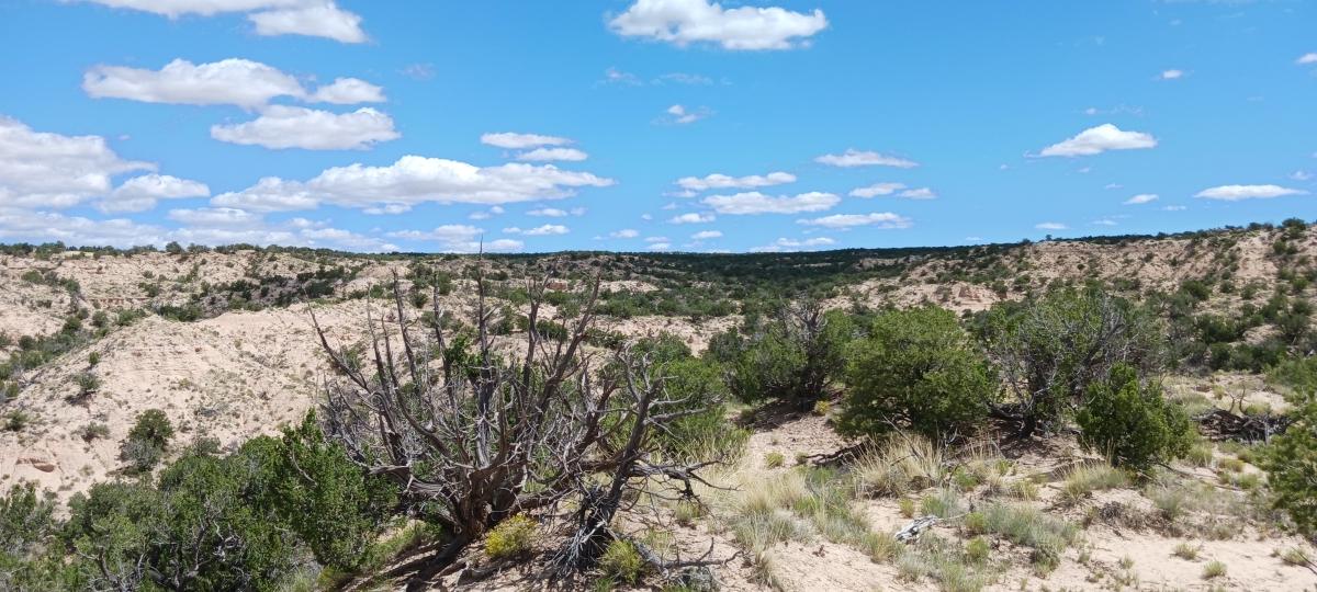 5 Acres for Sale in Sanders, Arizona