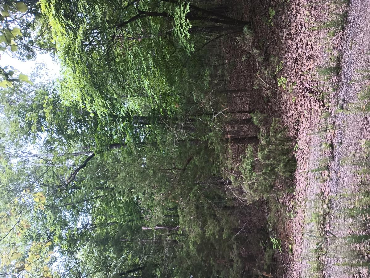 0.36 Acres for Sale in Horseshoe Bend, Arkansas