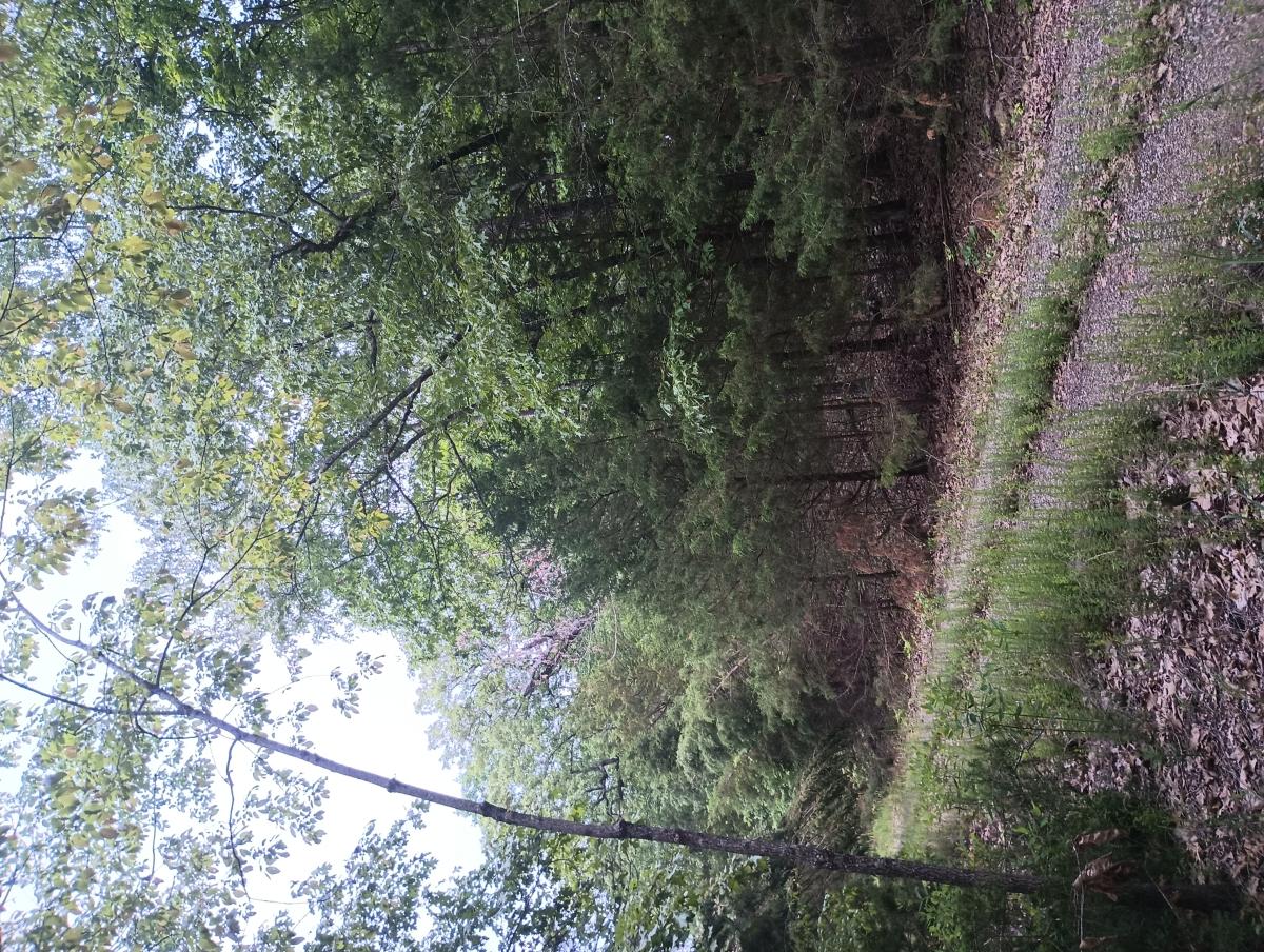 0.36 Acres for Sale in Horseshoe Bend, Arkansas