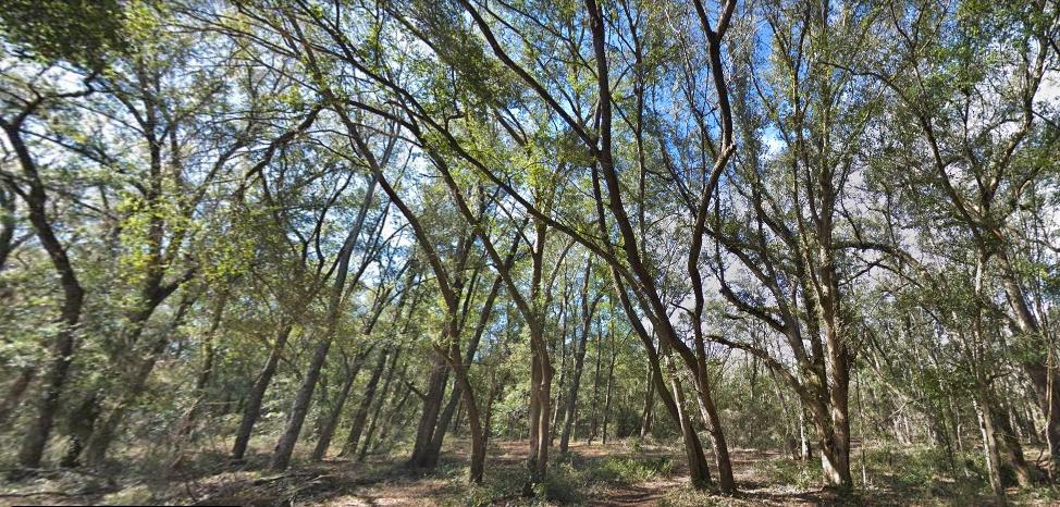 0.22 Acres for Sale in Interlachen, Florida