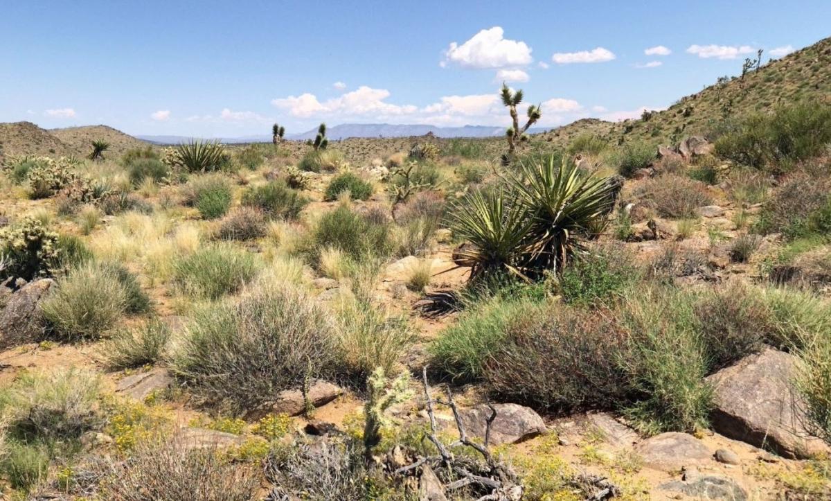 1.77 Acres for Sale in Dolan Springs, Arizona