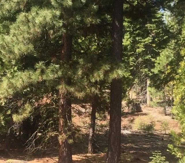 0.87 Acres for Sale in Alturas, California