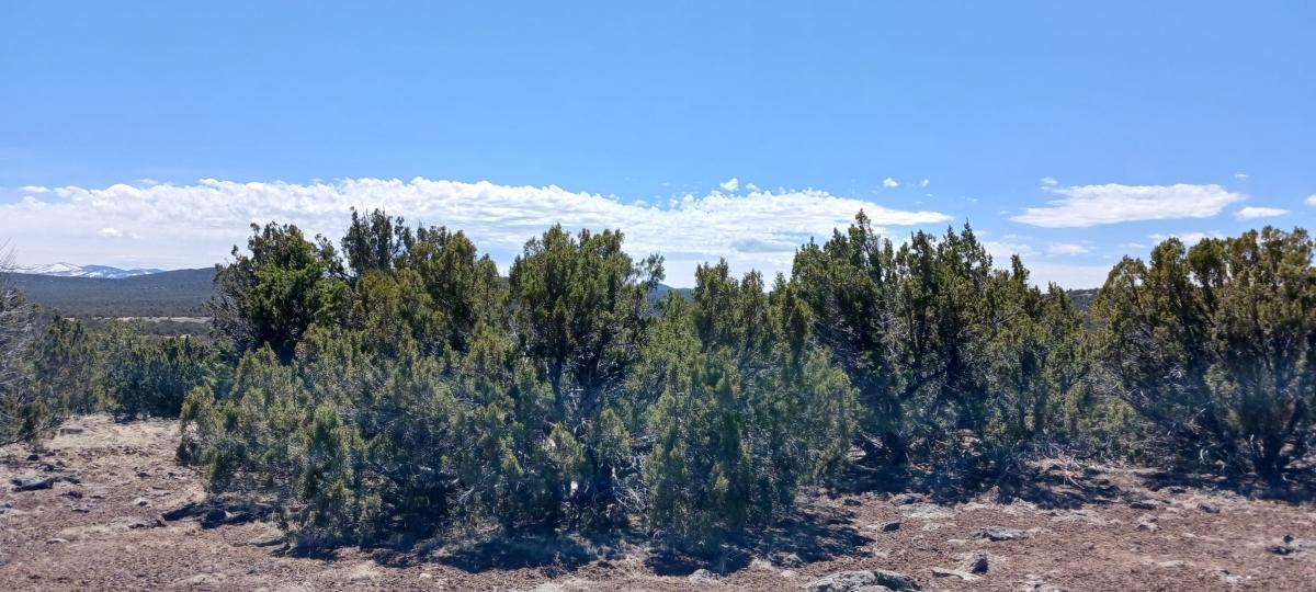 1.19 Acres for Sale in Concho, Arizona