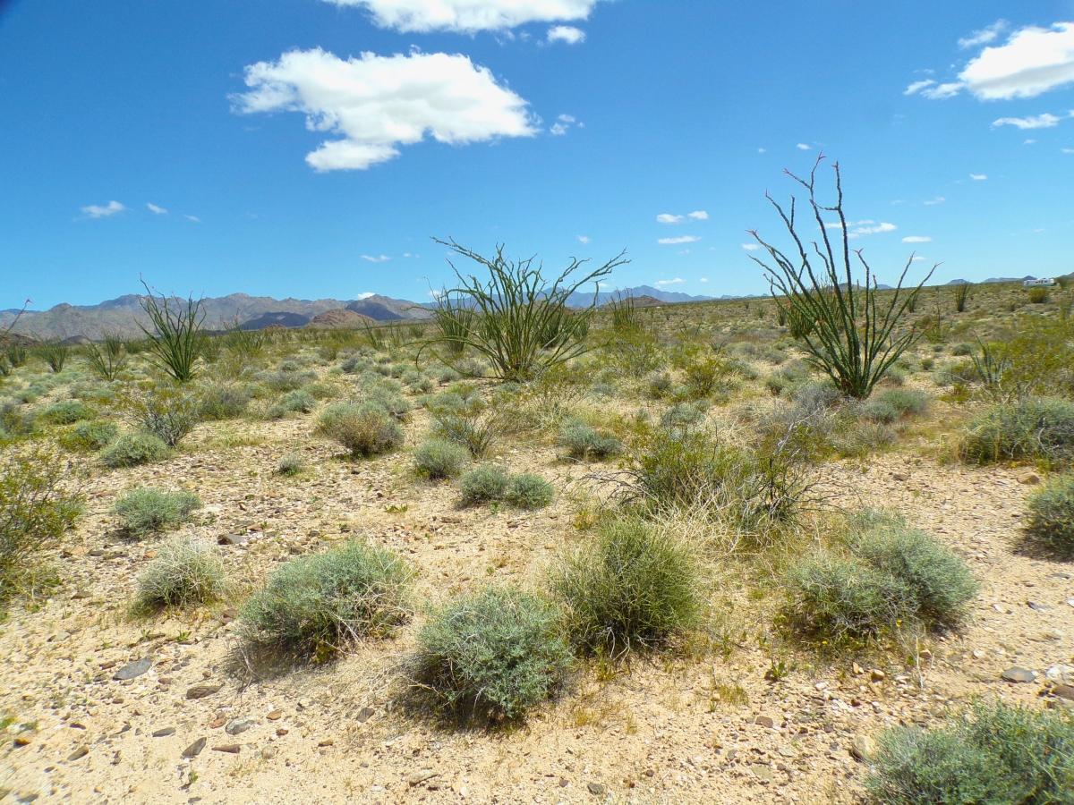 2.35 Acres for Sale in Yucca, Arizona