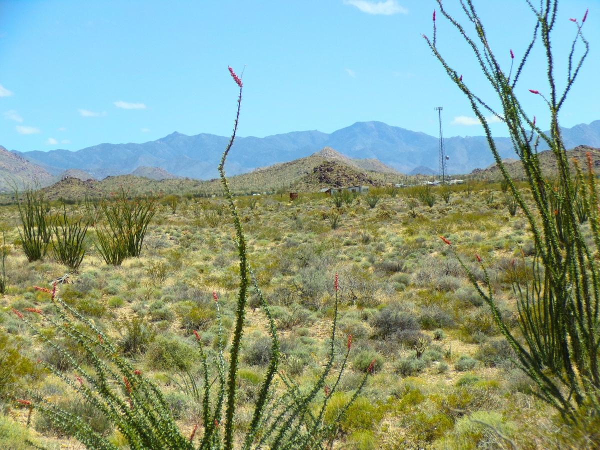 2.35 Acres for Sale in Yucca, Arizona