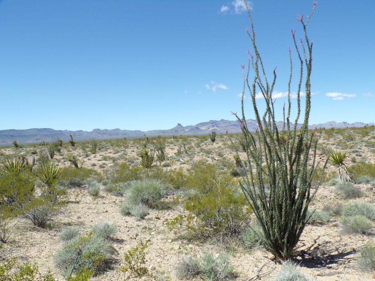 2.5 Acres for Sale in Golden Valley, Arizona