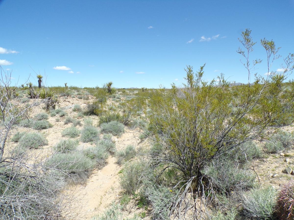 5 Acres for Sale in Golden Valley, Arizona