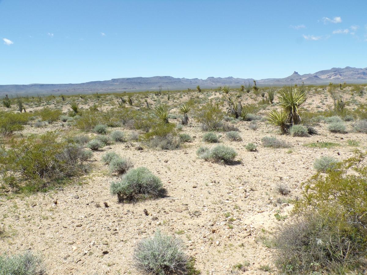 5 Acres for Sale in Golden Valley, Arizona