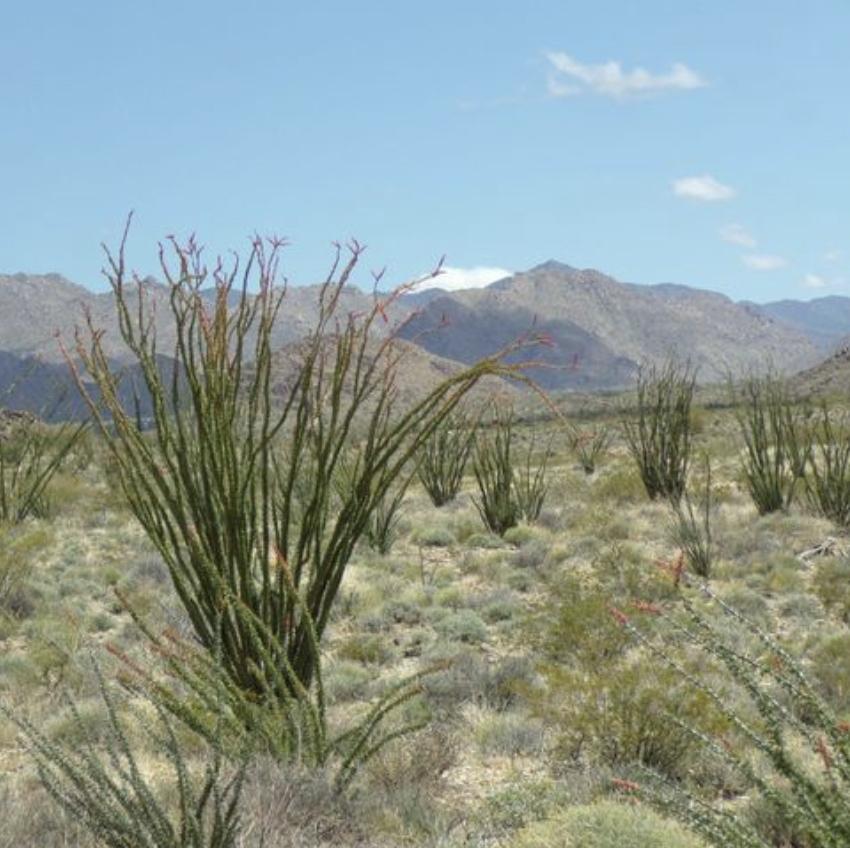 5 Acres for Sale in Concho, Arizona