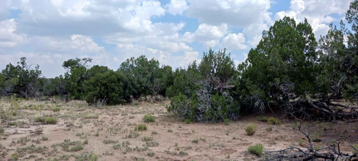 2.5 Acres for Sale in Chambers, Arizona