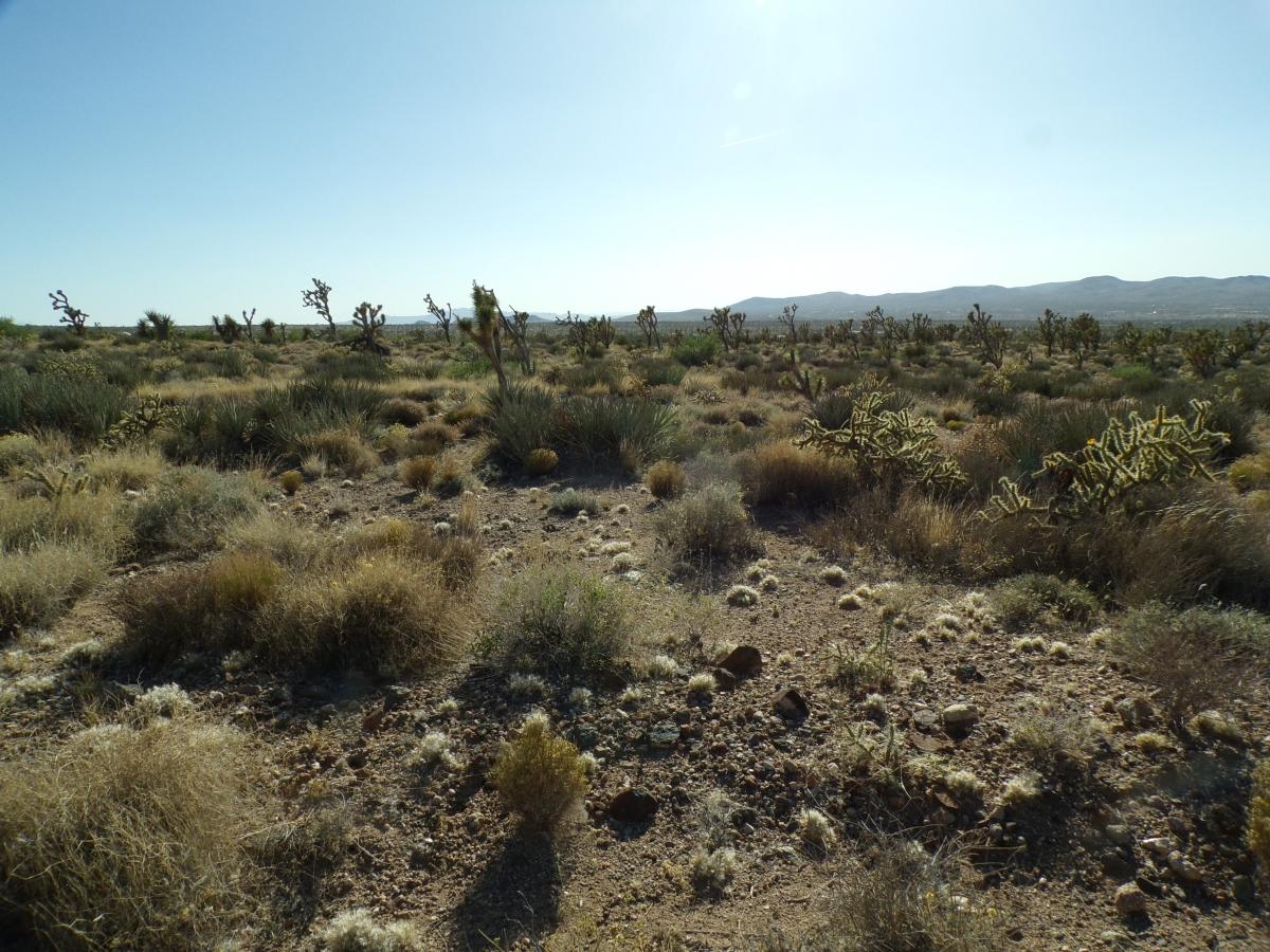 1.06 Acres for Sale in Dolan Springs, Arizona