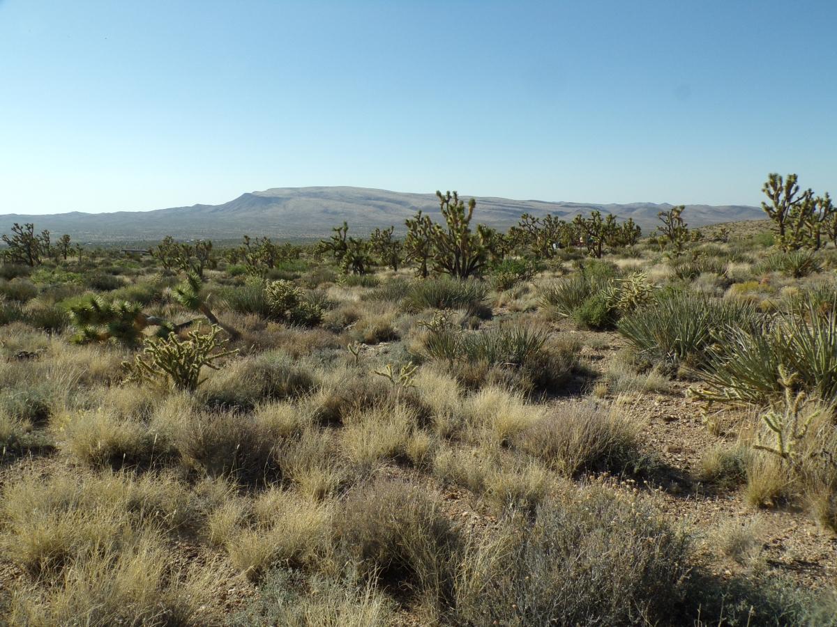 1.06 Acres for Sale in Dolan Springs, Arizona