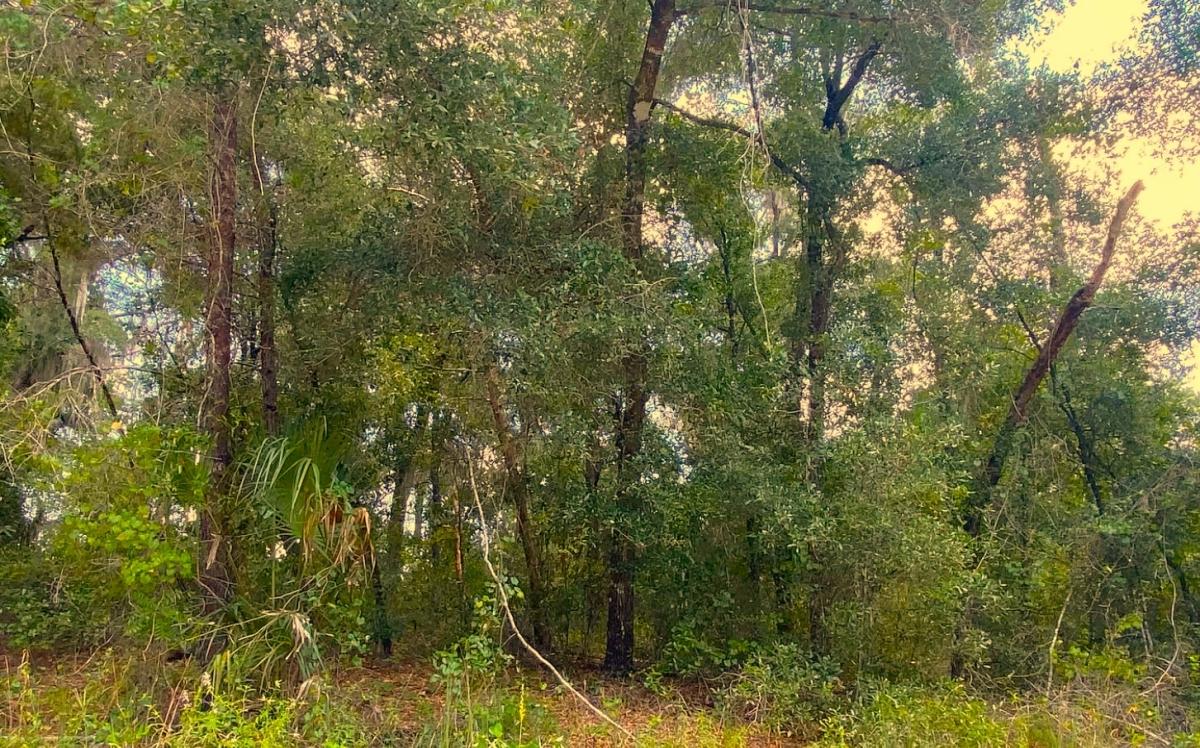 0.31 Acres for Sale in Pomona Park, Florida