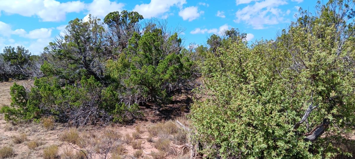4.64 Acres for Sale in Chambers, Arizona