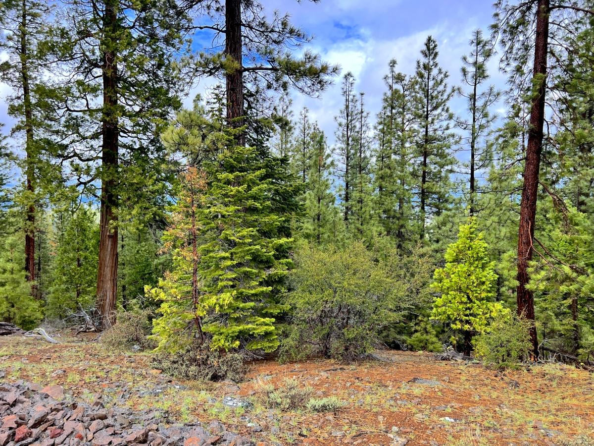 1 Acres for Sale in California Pines, California