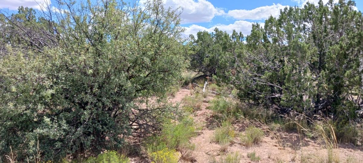 2.50 Acres for Sale in Sanders, Arizona