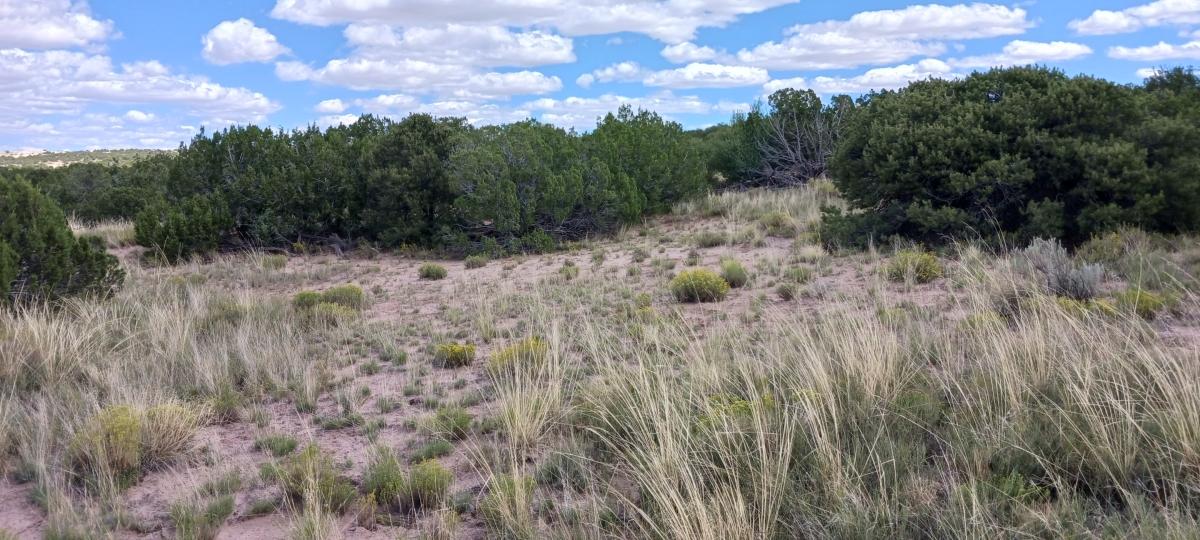 2.50 Acres for Sale in Sanders, Arizona