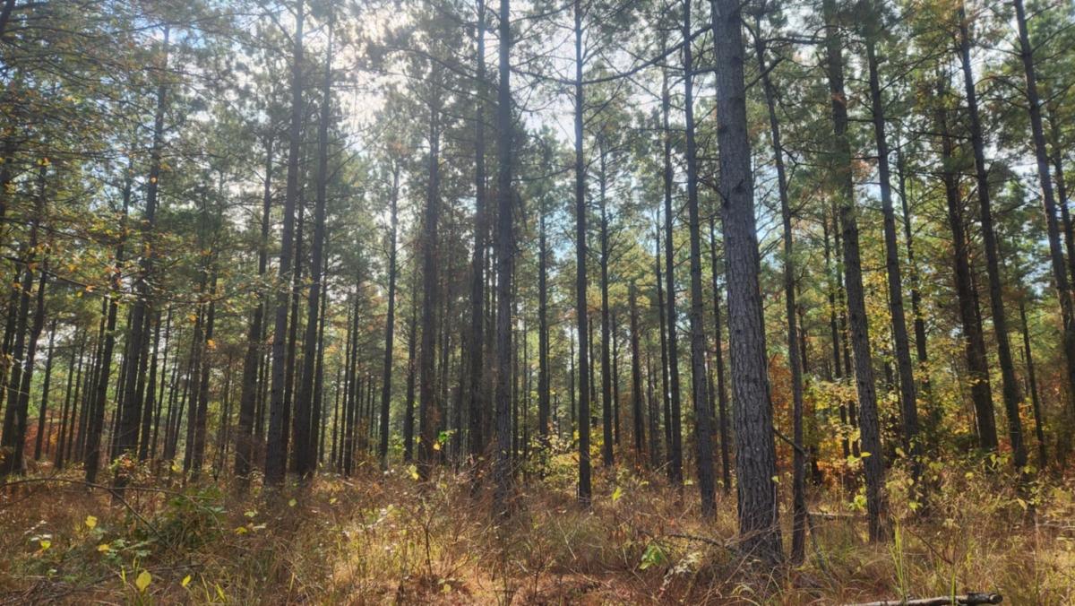 0.30 Acres for Sale in Hot Springs, Arkansas