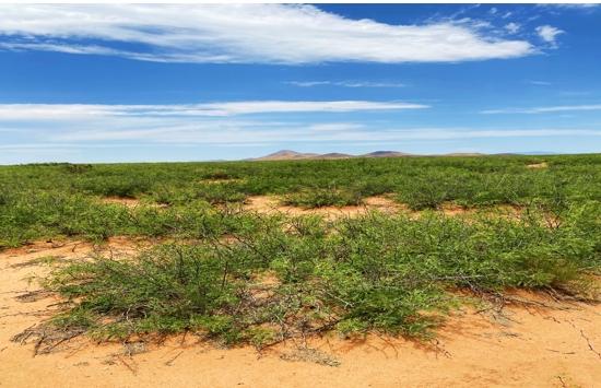 4.65 Acres for Sale in Deming, New Mexico