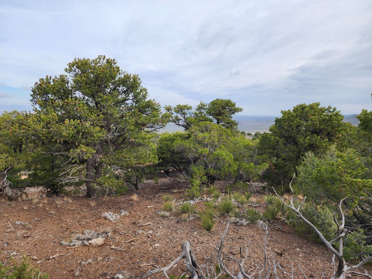 1.15 Acres for Sale in San Luis, Colorado