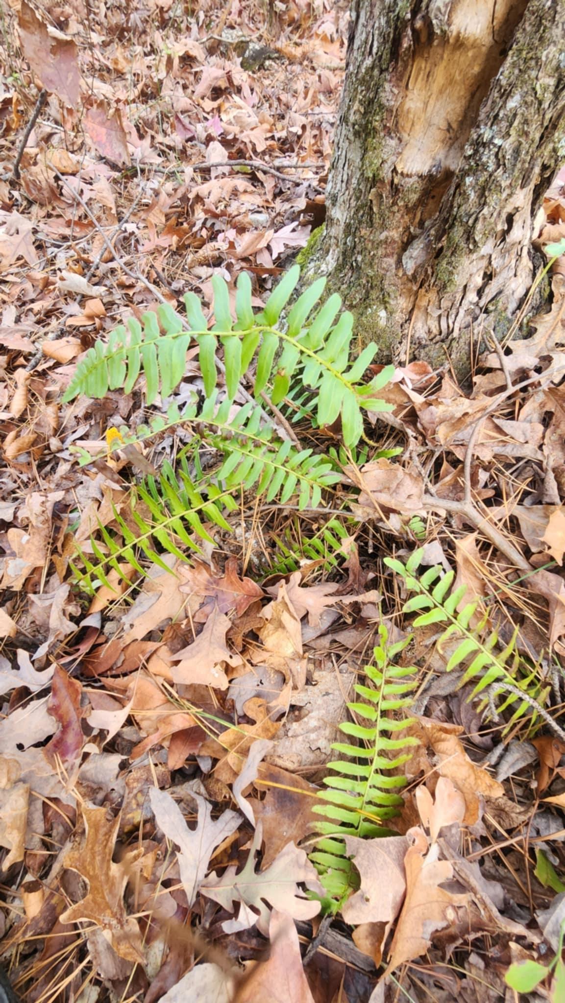 0.3 Acres for Sale in Hot Springs, Arkansas