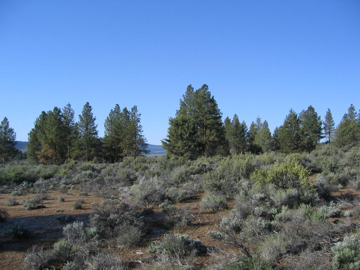 3 Acres for Sale in Beatty, Oregon