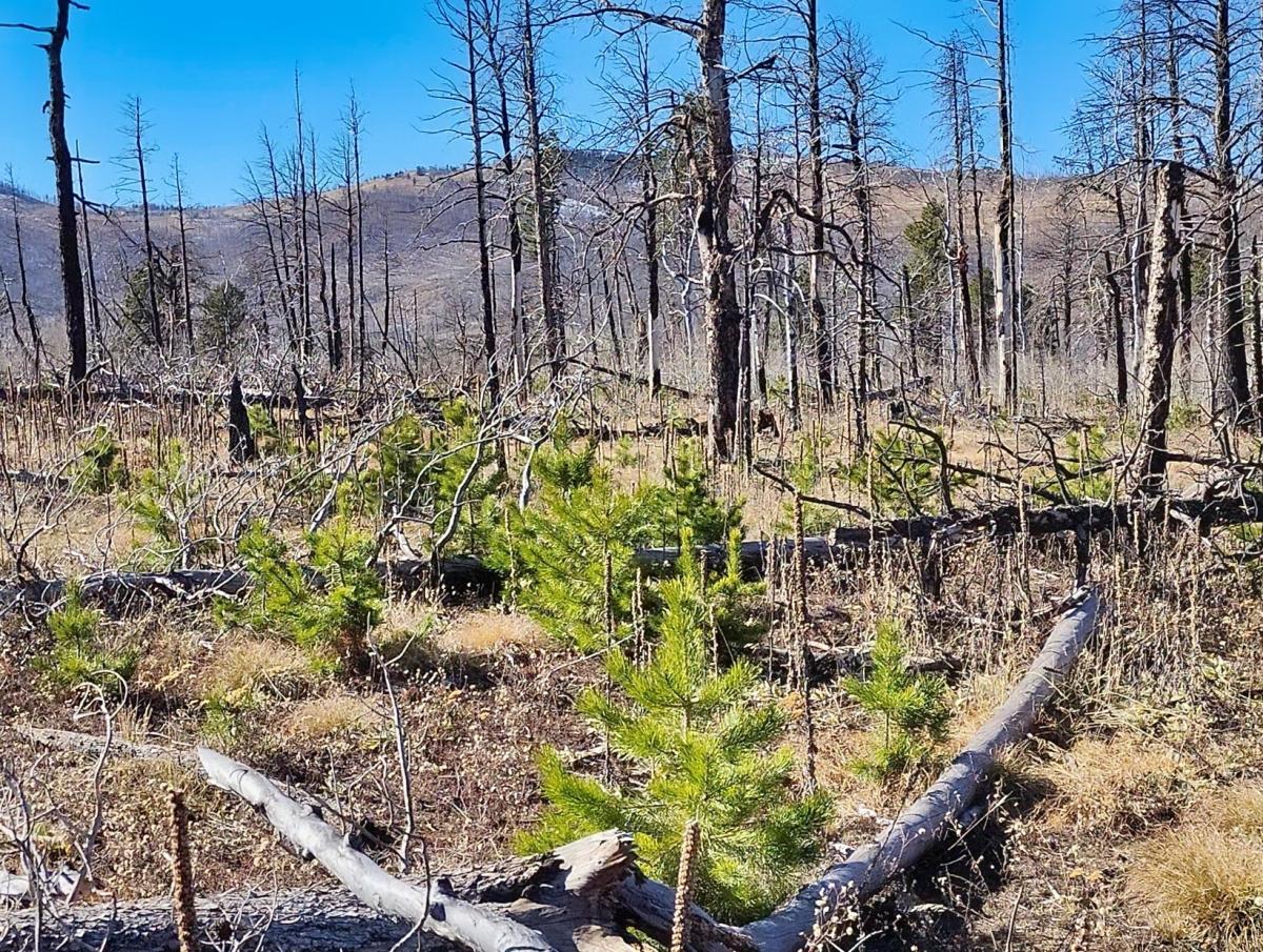 1.35 Acres for Sale in Fort Garland, Colorado