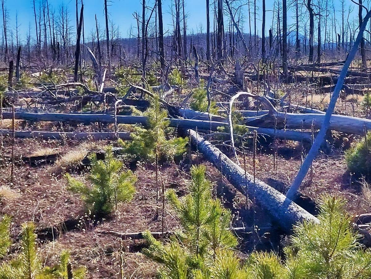 1.35 Acres for Sale in Fort Garland, Colorado