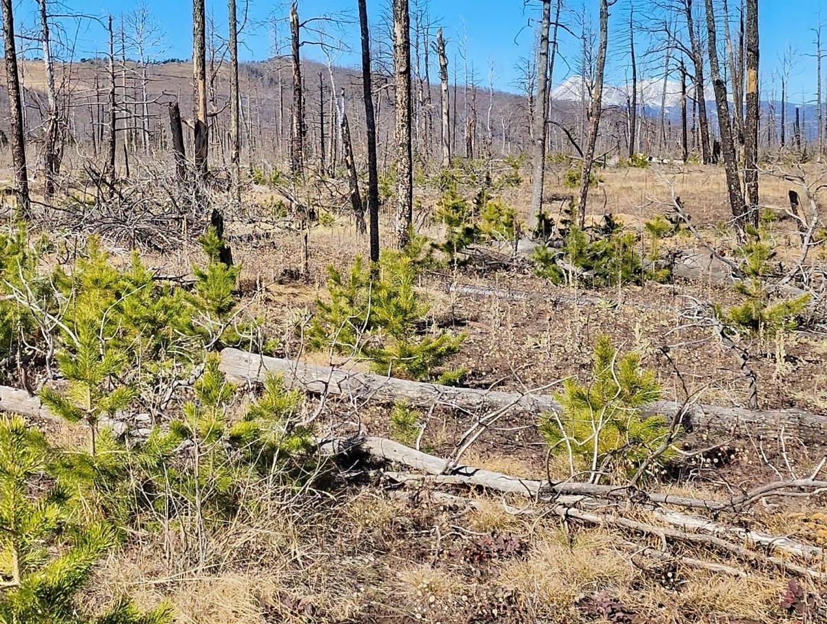 1.35 Acres for Sale in Fort Garland, Colorado