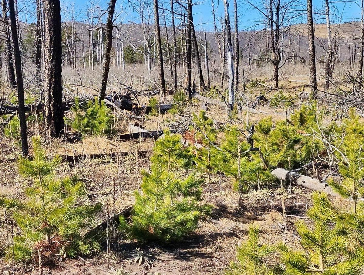 1.35 Acres for Sale in Fort Garland, Colorado