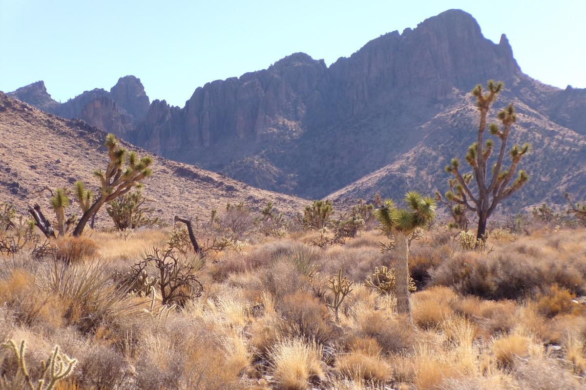 1.07 Acres for Sale in Dolan Springs, Arizona