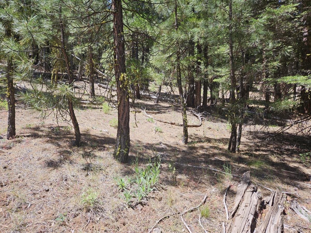 1.19 Acres for Sale in Alturas, California