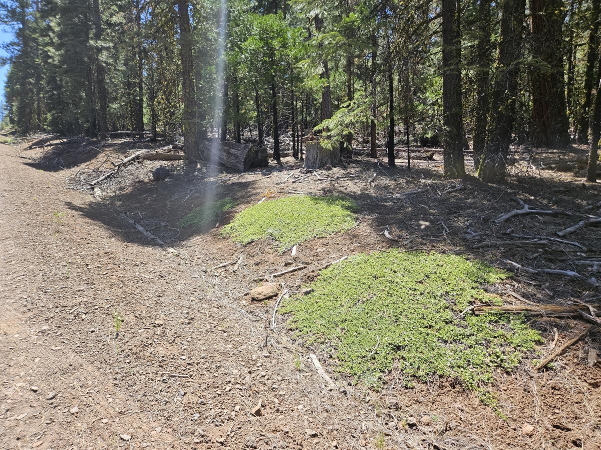 0.98 Acres for Sale in Alturas, California