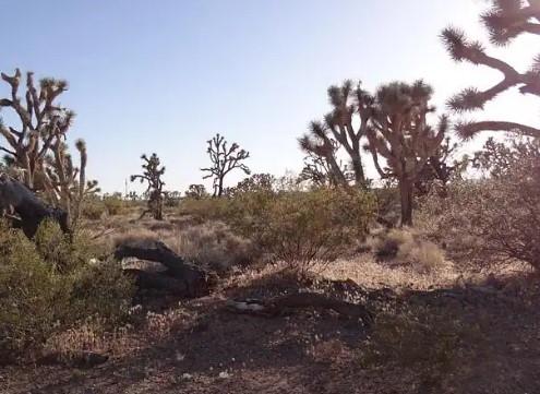 5.00 Acres for Sale in Dolan Springs, Arizona