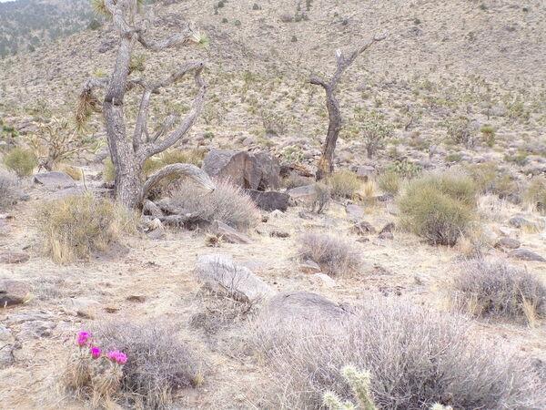 1.16 Acres for Sale in Dolan Springs, Arizona