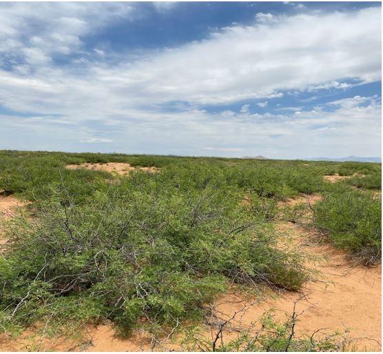 4.65 Acres for Sale in Gage, New Mexico