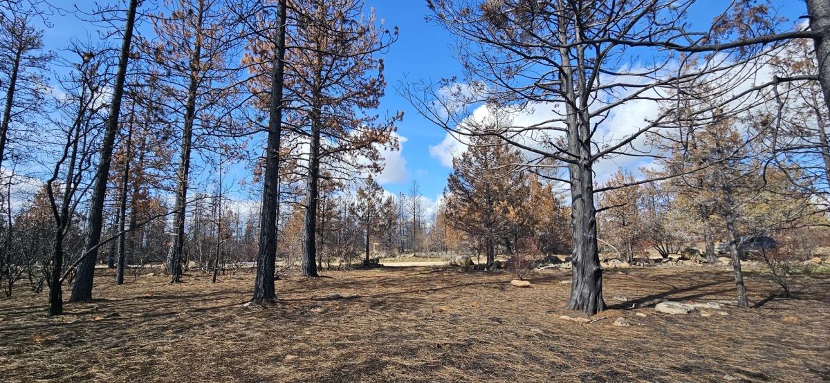 4.6 Acres for Sale in Bonanza, Oregon