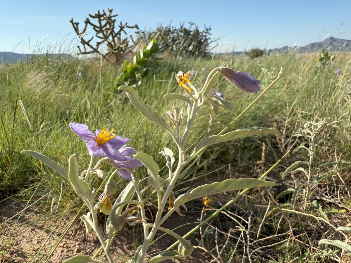 5.85 Acres for Sale in Belen, New Mexico