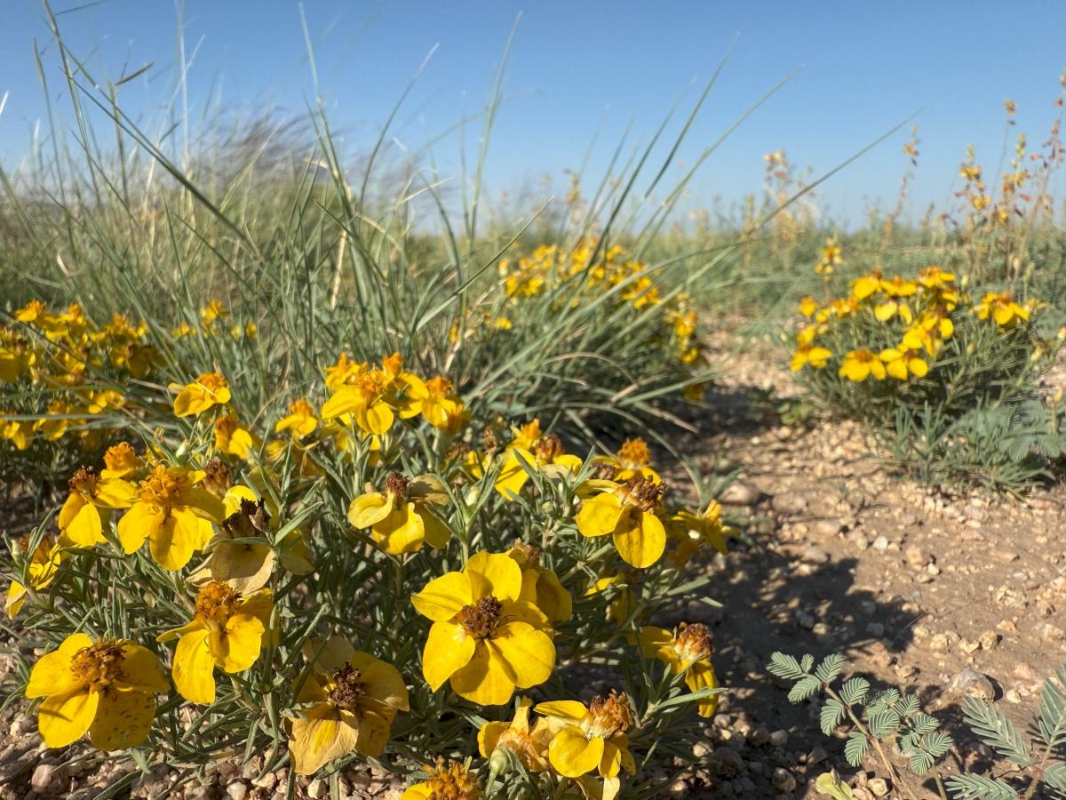 5.85 Acres for Sale in Belen, New Mexico