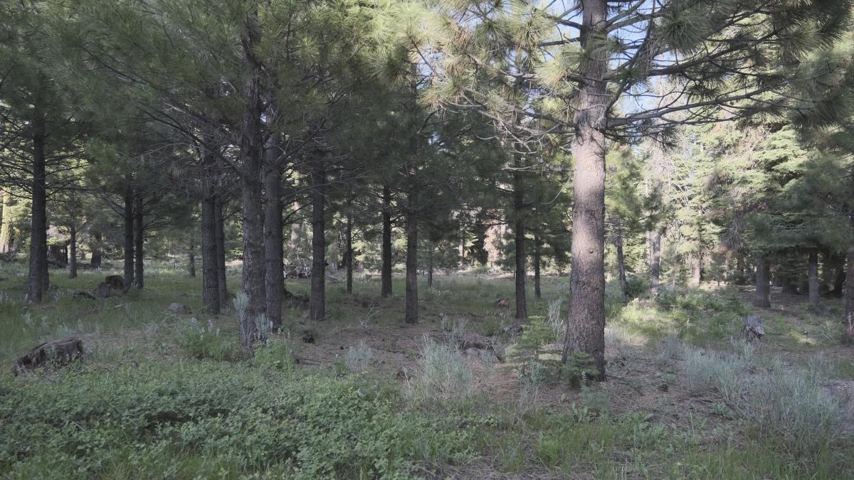 2.33 Acres for Sale in California Pines, California