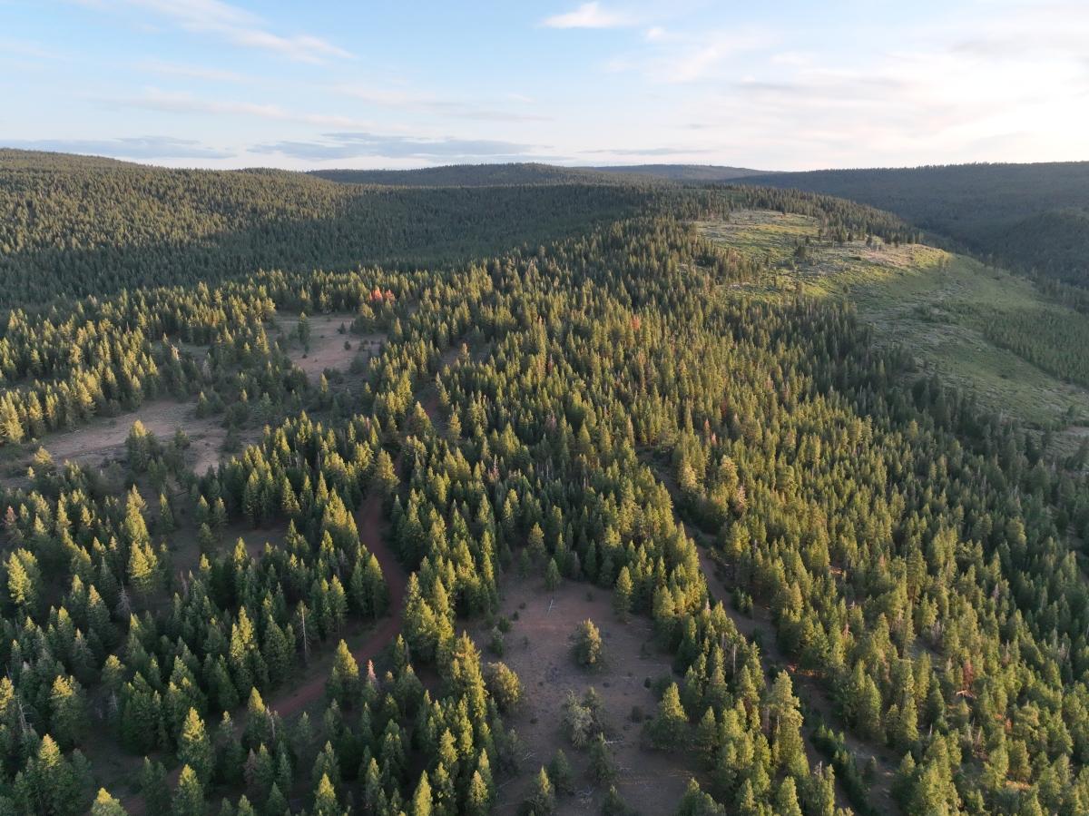 1.55 Acres for Sale in California Pine, California