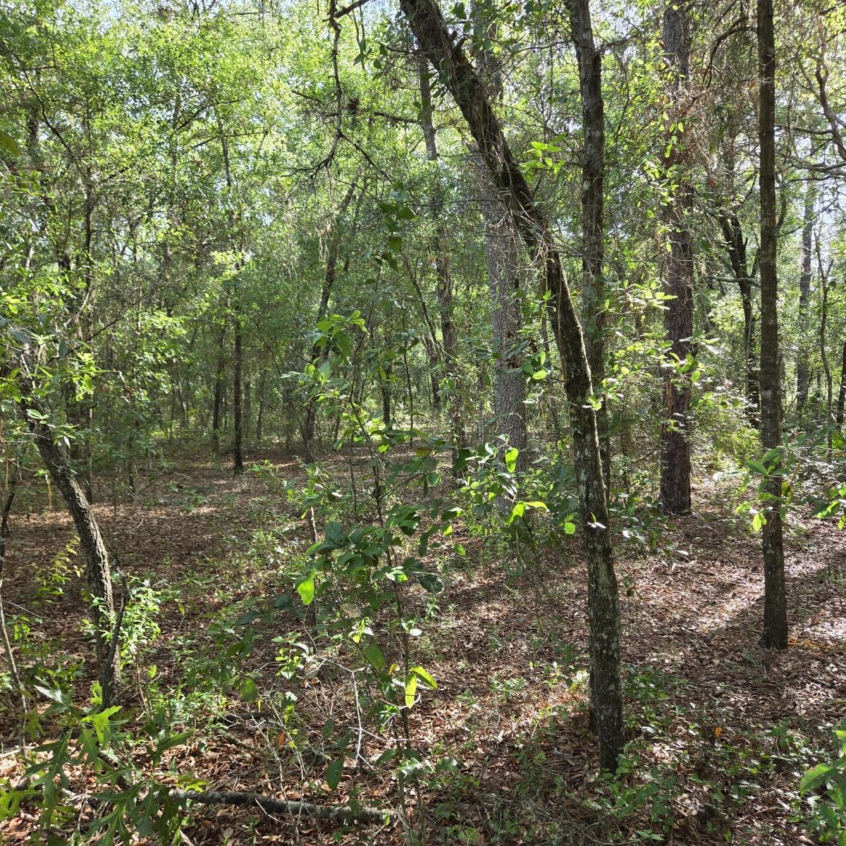 0.34 Acres for Sale in Interlachen, Florida